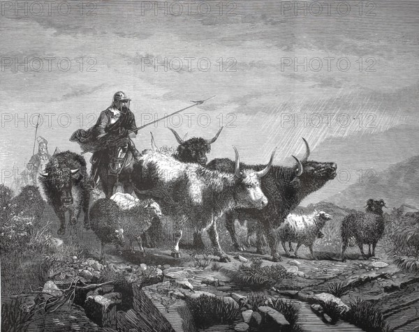 Scottish border robbers, cattle thieves, with their prey, cattle, around 1880, Scotland, shepherd