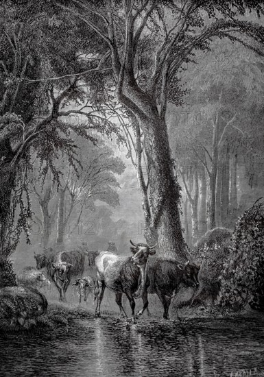Cows at the watering pit, herd of cows is driven through the forest and stops at a river, 1880,