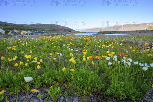 Vibrant flower field with yellow and white arctic poppies (Papaver radicatum) under a clear sky and