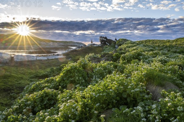 Lush vegetation on Hornoya bird island under a cloudy sky, a group of shags (Phalacrocorax