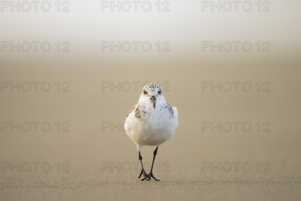 A sanderling (Calidris alba) looking for food on the beach in warm light, Den Hoorn, Noord-Holland,