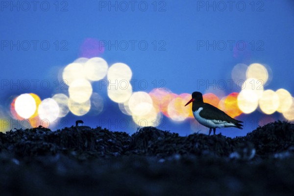 An oystercatcher (Haematopus ostralegus) in the foreground in front of blurred lights at night in