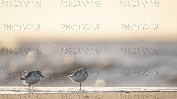 Two sanderlings (Calidris alba) standing on the beach of the island of Texel, in sunlight with