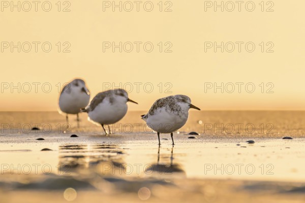 Three sanderlings (Calidris alba) standing on the beach of the island of Texel, in sunlight with