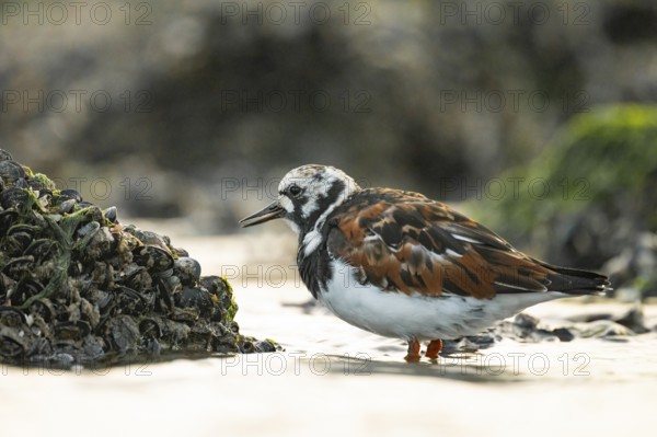 A turnstone turnstone (Arenaria interpres) on the shore, surrounded by shells and algae, in a