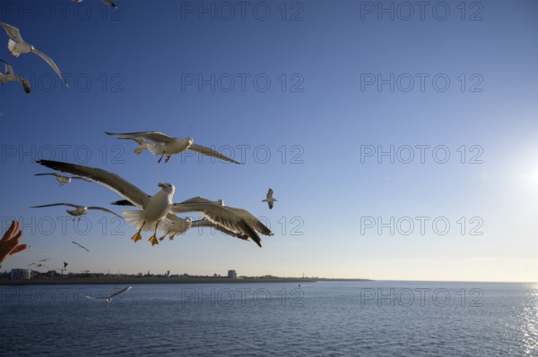 Seagulls fly over the sparkling sea under a sunny blue sky on the TESO ferry to Texel Island, Noord