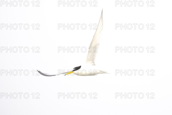 A Little Tern (Sternula albifrons) flying high in the sky, minimalist white background, Texel