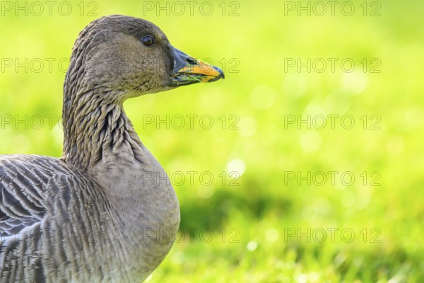 Close-up of a Tundrasaat goose (Anser serrirostris) with green background in nature, Heligoland,