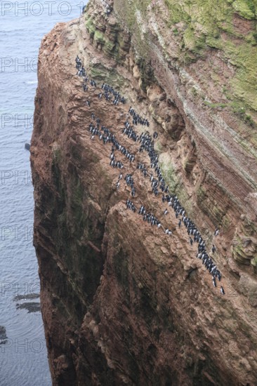 A large group of a densely packed bird colony of guillemots (Uria aalge) sits on a red sandstone