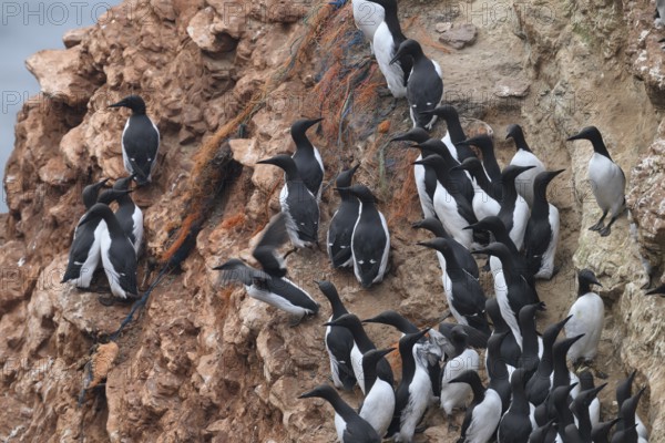 A small group of a densely packed group of guillemots (Uria aalge) sits on a red sandstone rock
