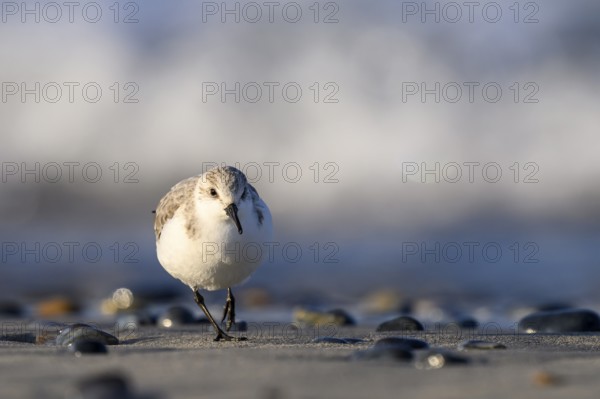 Sanderling (Calidris alba) on a sandy beach looking for food among shells, frontal view close-up,