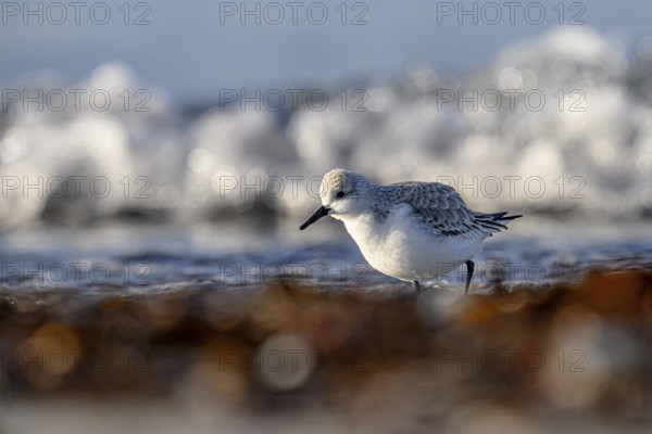 Sanderling (Calidris alba) on a sandy beach looking for food among mussels, seaweed and other