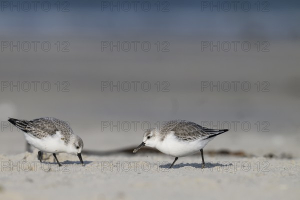 Two Sanderlings (Calidris alba) on a sandy beach looking for food, Heligoland, Schleswig-Holstein,