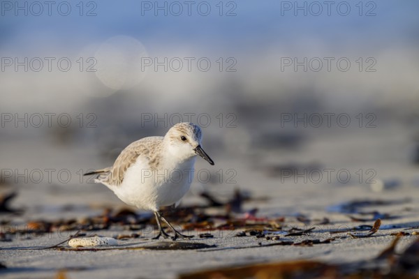Close-up of a Sanderling (Calidris alba) on a sandy beach looking for food among mussels,