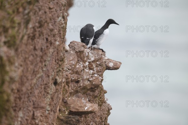 Two guillemots (Uria aalge) sitting on a red sandstone rock cliff one looking out to sea in a