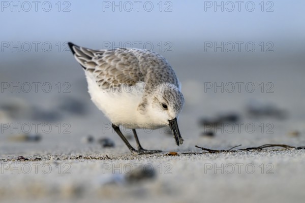 Mclose-up view of a sandpiper (Calidris alba) on a sandy beach looking for food among mussels,