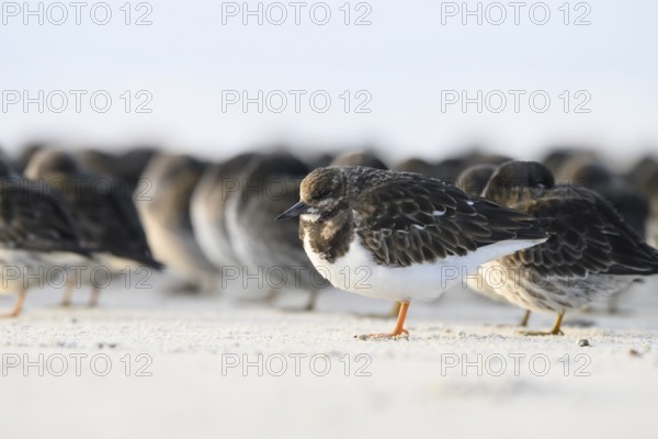 Turnstone (Arenaria interpres) with orange legs sitting on the beach, background blurred sandpiper