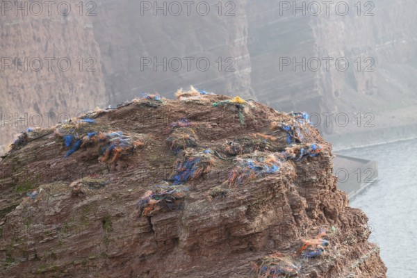 A rocky coastal area with abandoned nests of a gannet colony (Sula bassana) made of various