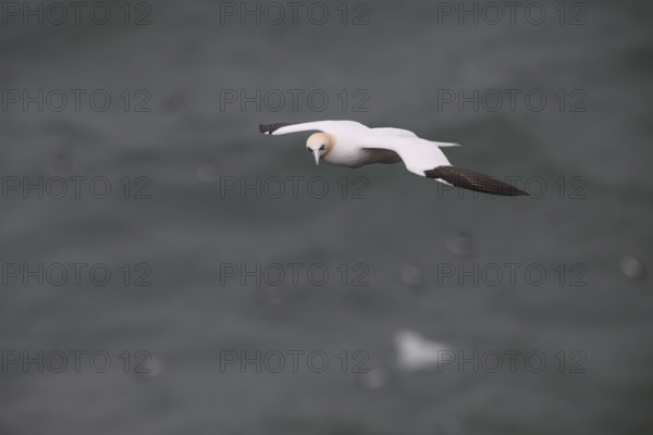 Heligoland, Schleswig-Holstein, Germany, A seagull flies over the sea, its wings extended wide, a
