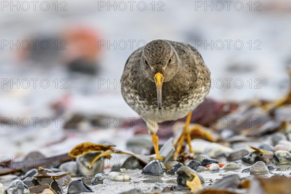 A sandpiper (Calidris maritima) in a close-up frontal view running towards the photographer,