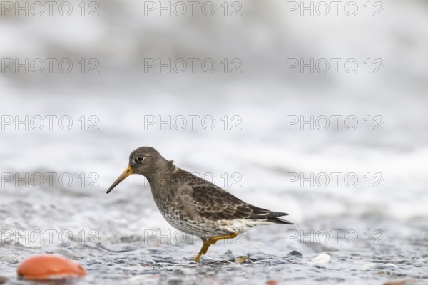 A common sandpiper (Calidris maritima) stands in shallow water surrounded by hectic wave foam,