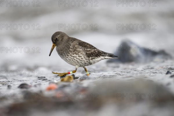 A colour-ringed common sandpiper (Calidris maritima) ringed with colour rings on its legs stands in