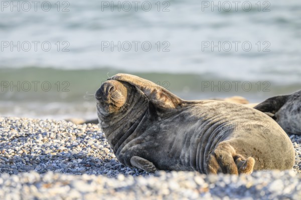A grey seal (Halichoerus grypus) lies relaxed on the beach with the background of sand and sea It