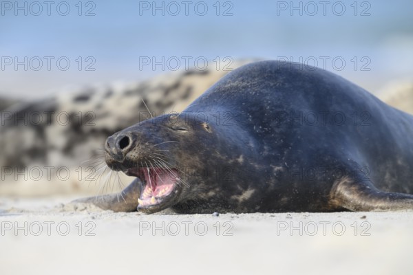A grey seal (Halichoerus grypus) rests yawning on the beach, with the background of the calm sea,