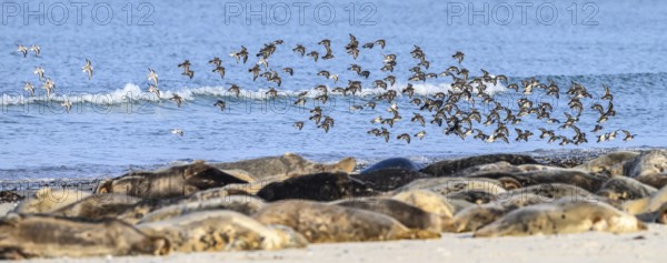 Birds flying over a group of grey seals (Halichoerus grypus) on the beach along the blue sea,