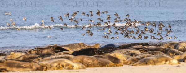 A large group of grey seals (Halichoerus grypus) rests relaxed on the beach, with the background of