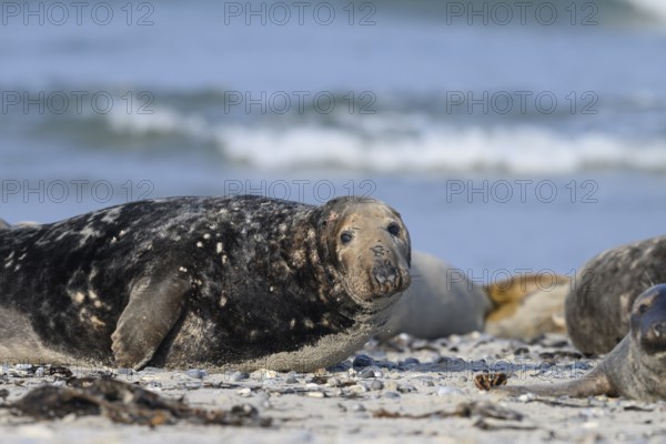 An old grey seal bull (Halichoerus grypus) rests relaxed on the beach, with the background of the