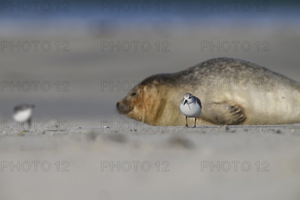A grey seal (Halichoerus grypus) rests relaxed on the beach, with the background of the calm sea in