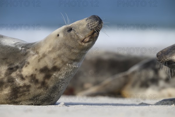 A grey seal (Halichoerus grypus) raises its head relaxed on the beach, with the background of the