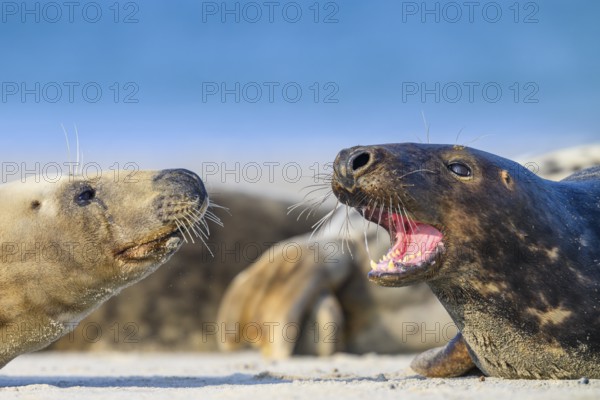 Two grey seals (Halichoerus grypus) are lying on the beach and interacting, the male seal has