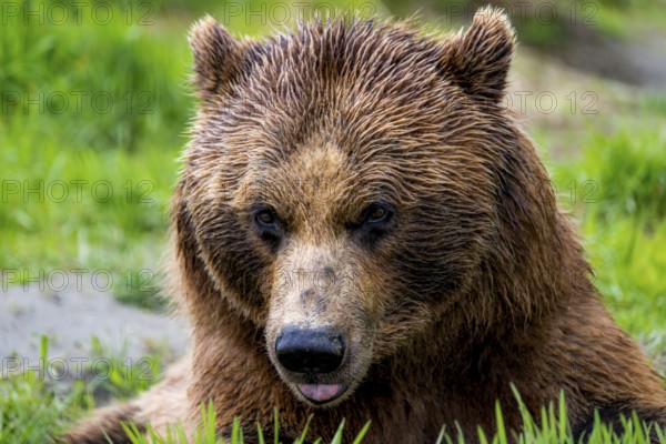 Brown bear (Ursus arctos) sticks out tongue, funny, animal portrait, Alaska, USA