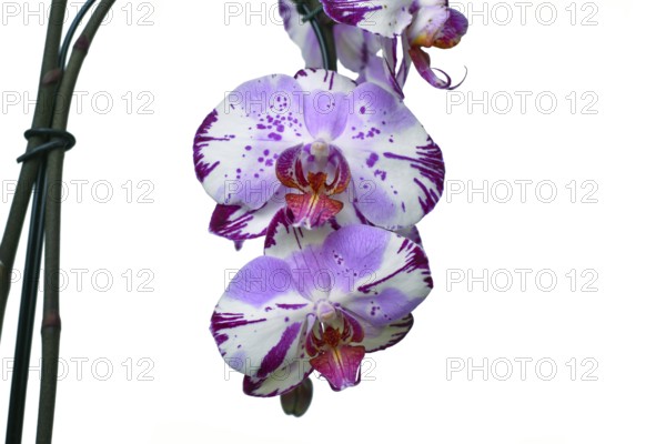 Close up of two colored purple and white flowers of 'Phalaenopsis Magic Art' orchid on white