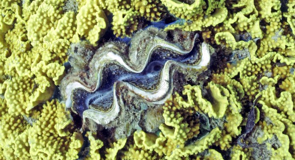 Lettuce coral (Turbinaria reniformis) with blue Maxima clam (Tridacta maxima), coral reef, Red Sea,