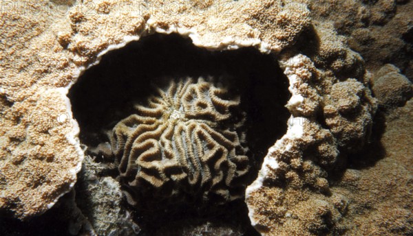 Brain coral (Platygyra acuta), fight for settlement area, the brain coral used nettle poison to