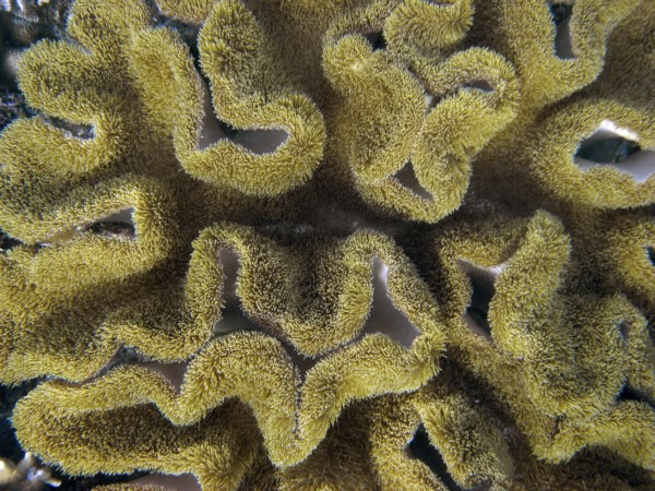 Mushroom cabbage coral (Sarcophyton sp.) coral reef, reef top, shallow water area, polyps, soft