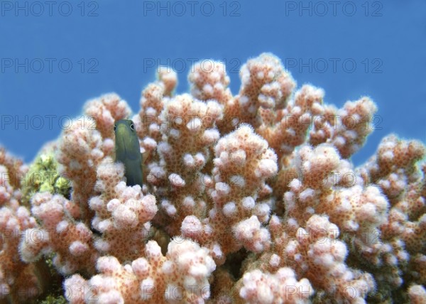 Pink raspberry coral (Pocillopora damicornis), first coloniser, hardy coral, a goby uses the coral
