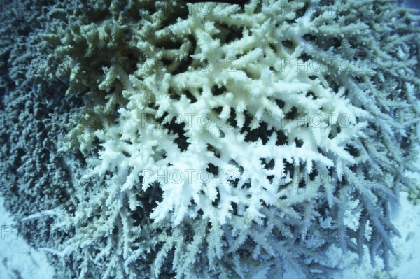 Staghorn coral (Acropora pharaonis), coral bleaching, climate change, coral reef, Red Sea, Marsa