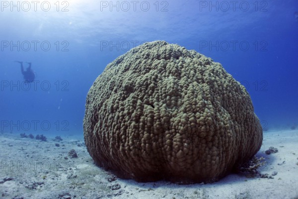 Single large stony coral (Porites lutea), coral reef, age approx. 300 years, Red Sea, Hurghada,