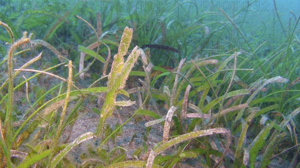 Seagrass ghost pipefish, pair, (Solenostomus cyanopterus) seagrass, seagrass meadow, camouflage,
