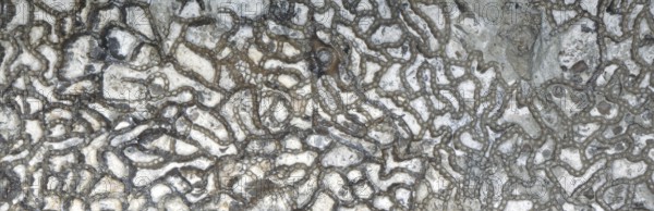 Chain coral, fossil, fossilisation, (Halysites sp.), Silurian, about 430 million years old, Irevik,