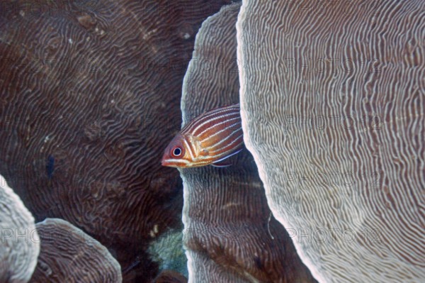 Diademed hussar (Sargocentron diadema), nocturnal, hides between channel corals (Pachyseris