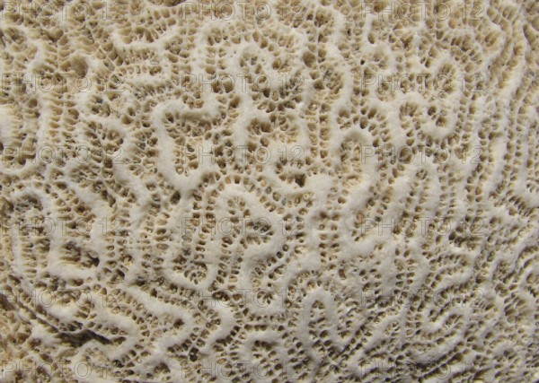 Coral skeleton, recent, brain coral (Favia sp.), limestone, structure, coral reef, Red Sea, Safaga,