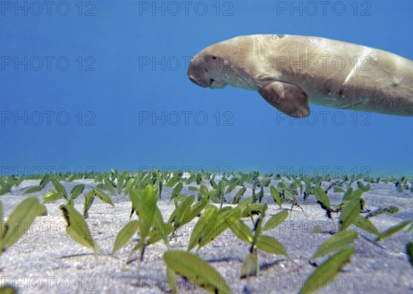 Manatee (Dugong dugon), rare, IUCN Red List, critically endangered, endangered species, seagrass