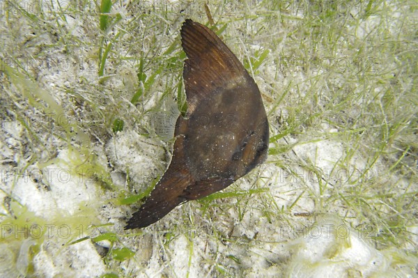 Juvenile round-headed batfish (Platax orbicularis), camouflage, seagrass, juvenile round-headed