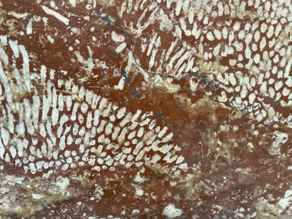 Polished Adnet coral reef limestone, Adnet marble variety Rottrop, Upper Triassic approx. 200