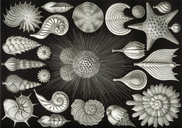 Foraminifera, protists, Rhizaria, calcifying protozoa, important for the formation of coral reefs,